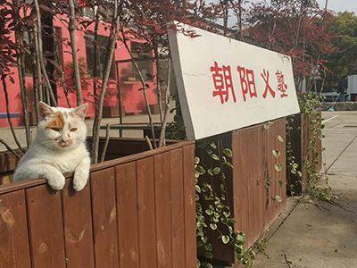 朝阳义塾日本国际高中