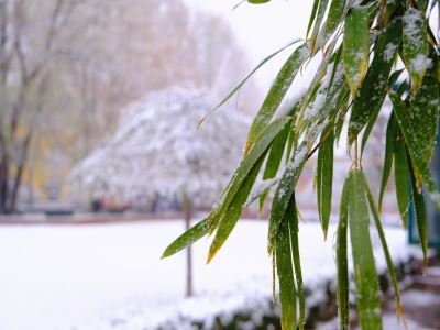 北京市私立树人·瑞贝学校